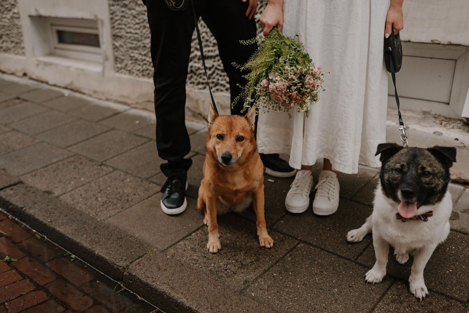 Two dogs, one brown and one white, sitting together on steps outside a white building.