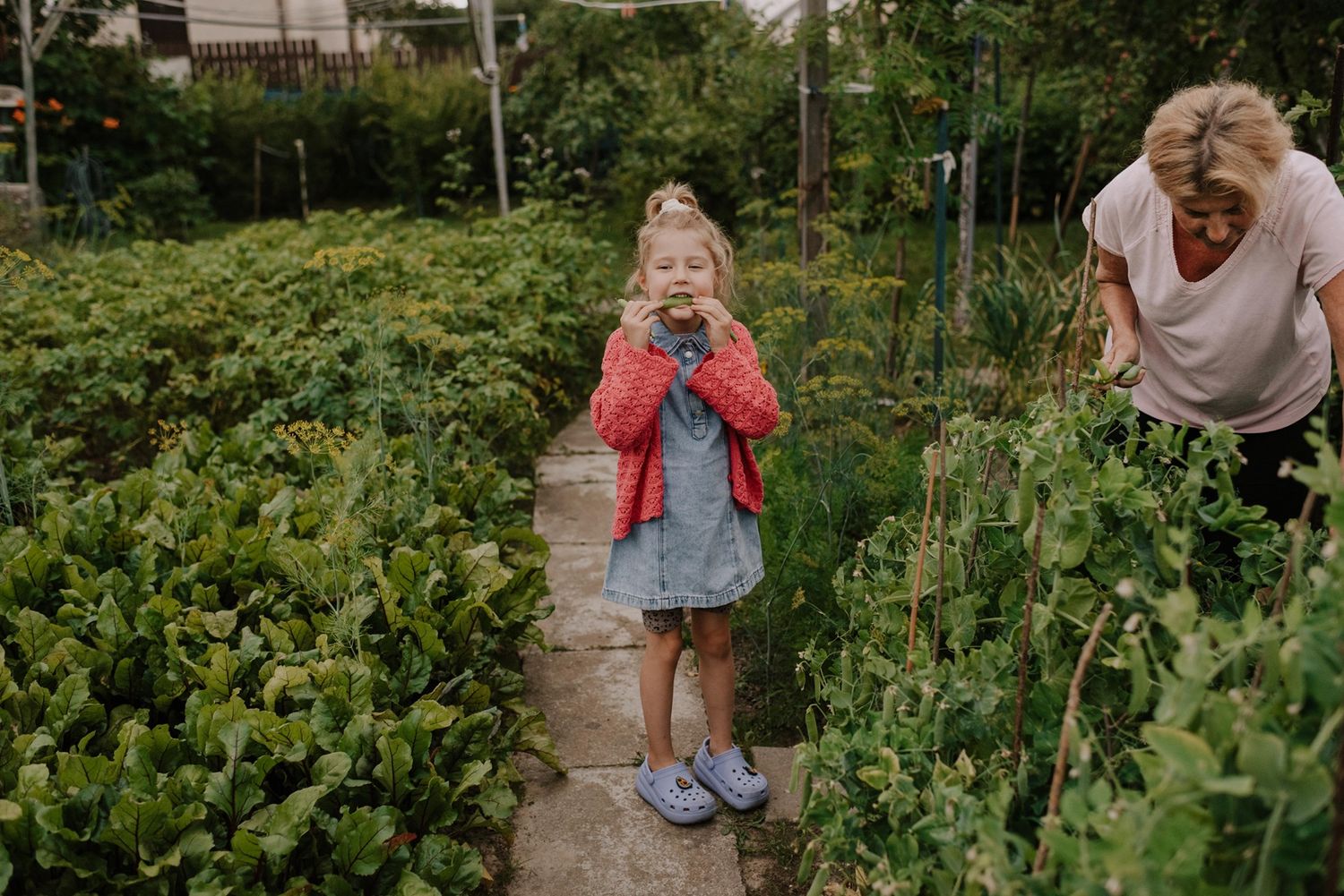A garden pathway between lush vegetable plants and greenery on a summer day.