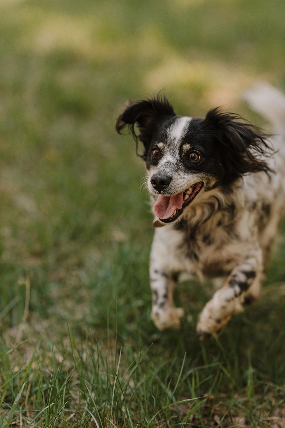 Black and white dog running joyfully through green grass.