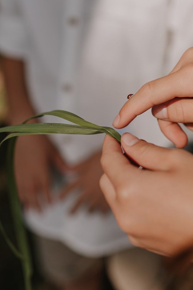 Close-up shot of hands holding and examining leaves and plant material in natural lighting.