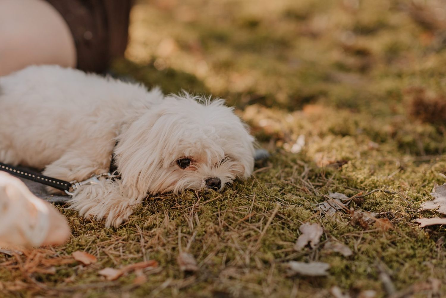 White fluffy dog rests on mossy ground during outdoor photography session.