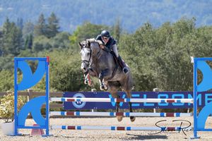 West Palms Silicon Valley Festival Hunter Jumper equestrian show, the Horse Park at Woodside