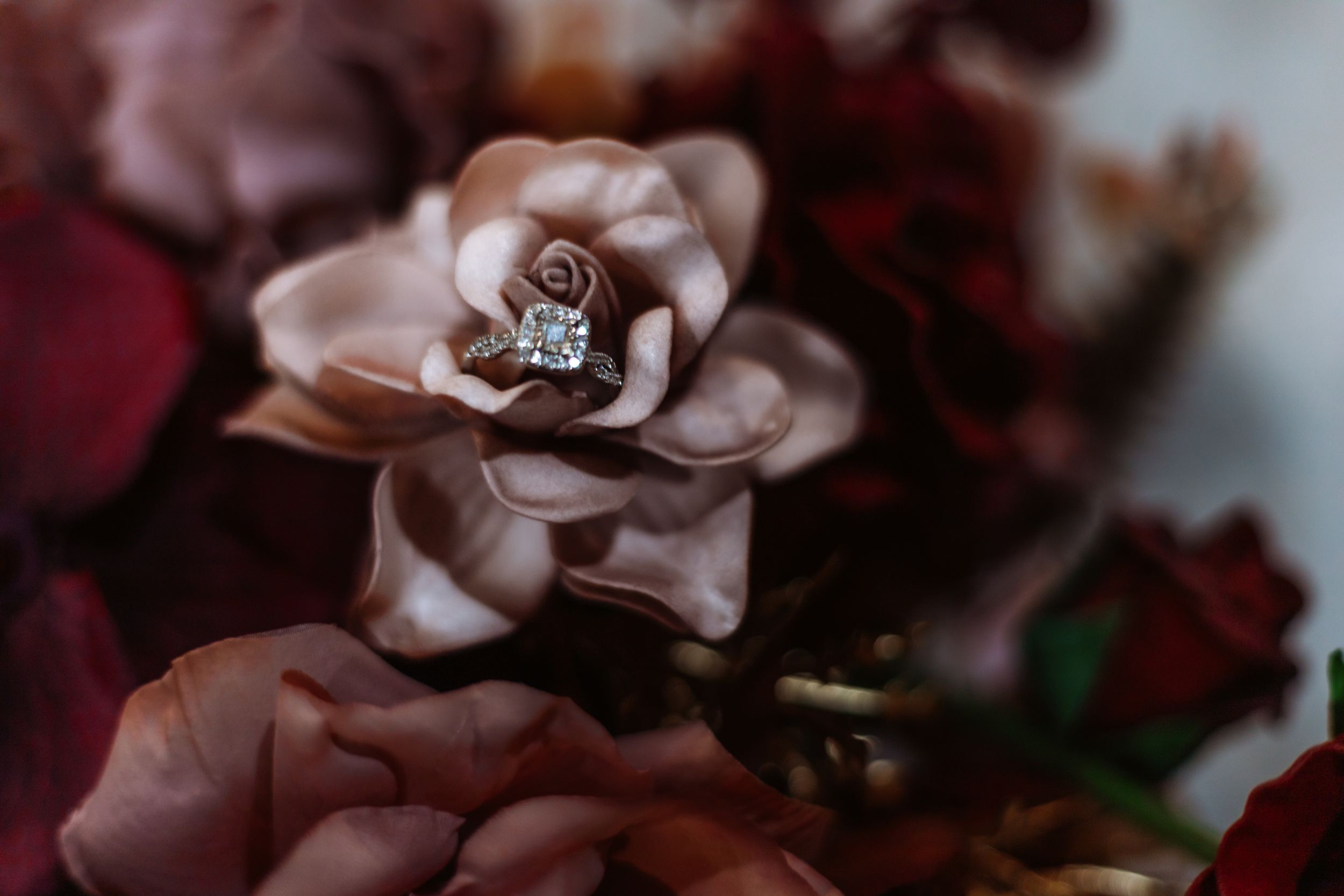 Close-up of a delicate pink rose with soft focus and dark background.
