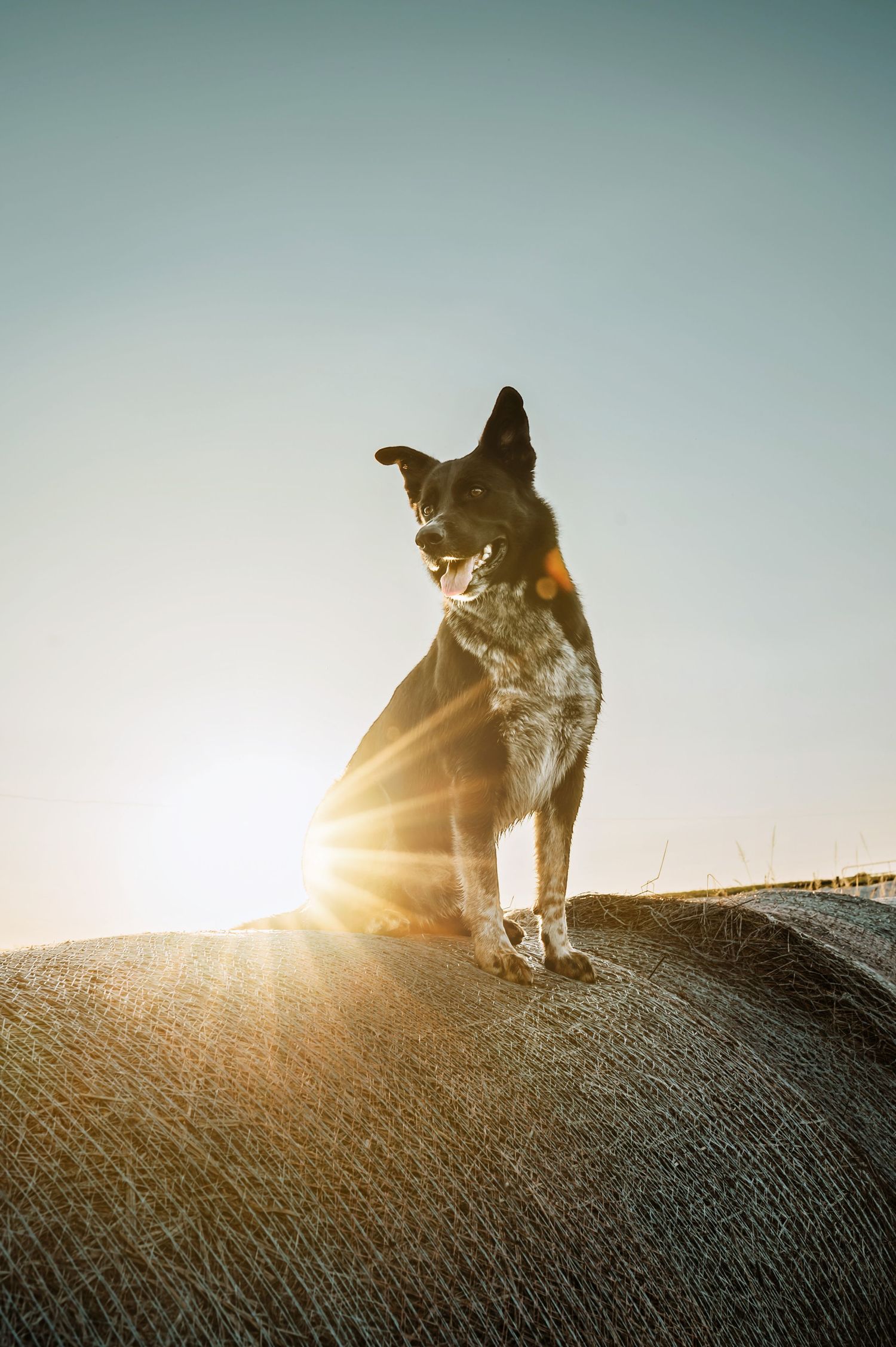 dog pet photography ohio