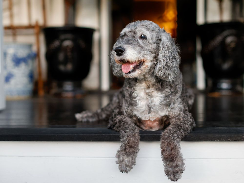 Playful gray poodle mix dog photographed with white interior background.