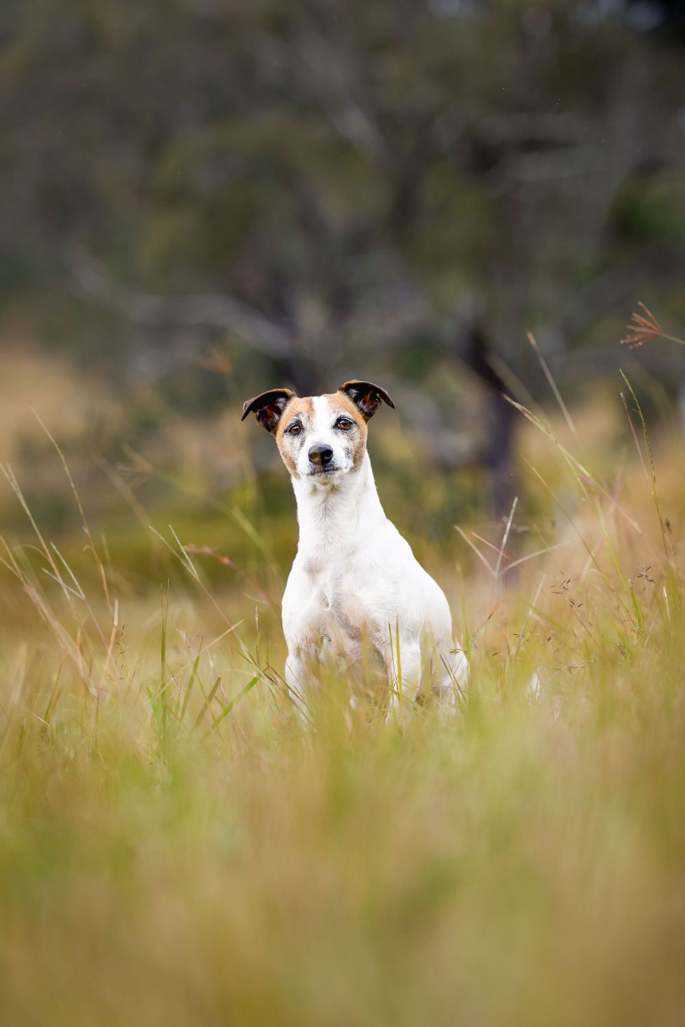 Black and white dog resting in tall grass field on a blurred nature background.