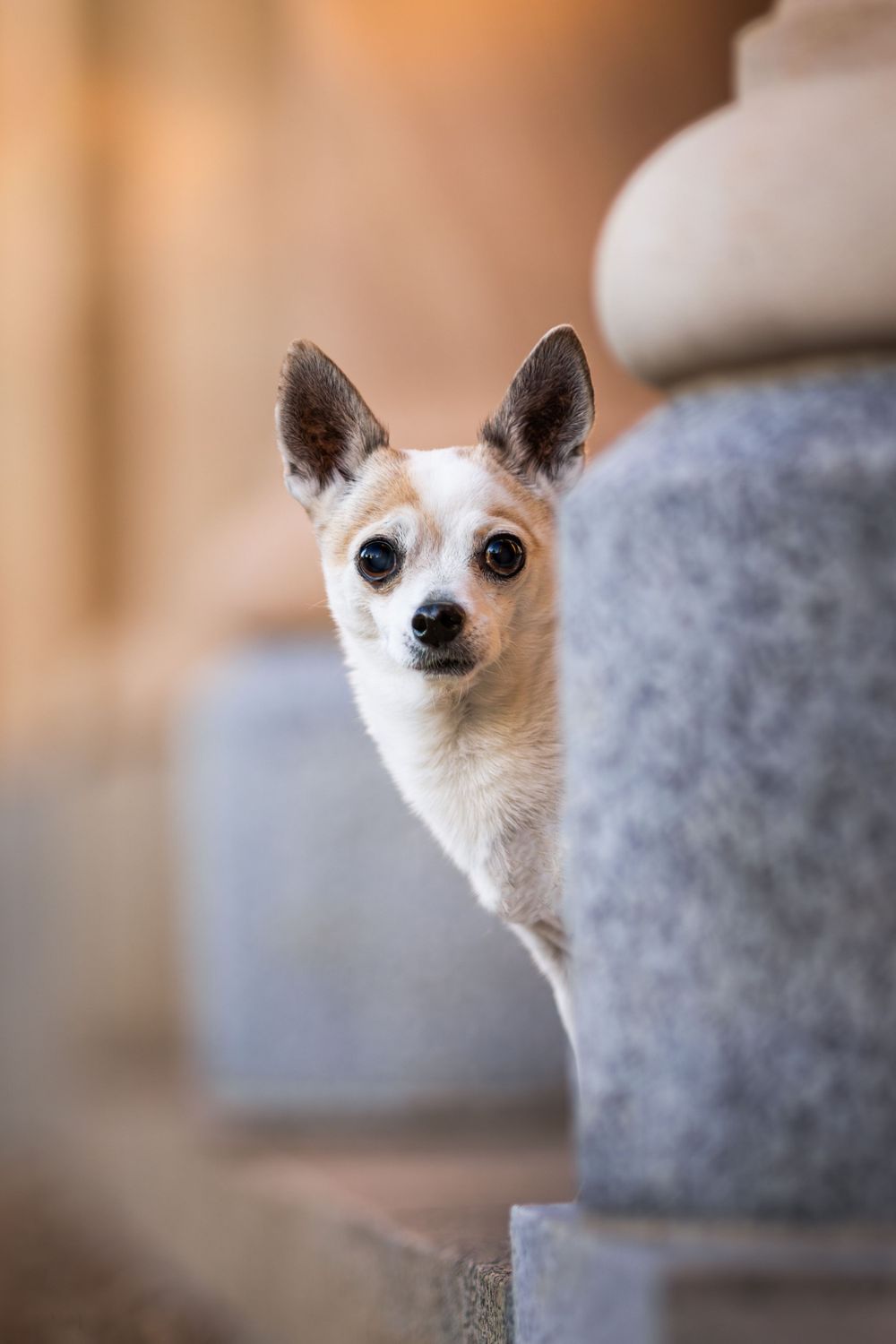 White chihuahua peeking out and posing behind gray surface in sequence shots.