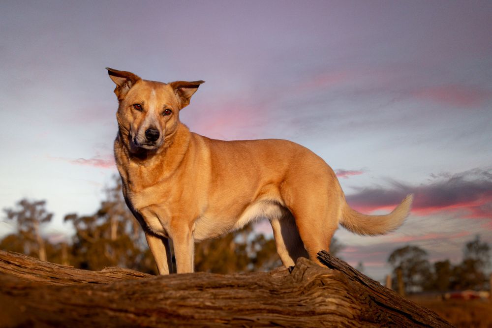Red-brown dog resting on hill against colorful sunset sky in sequence shots.