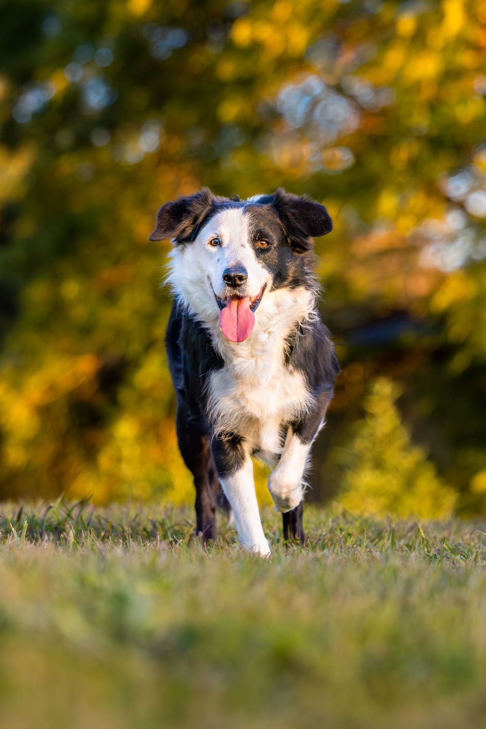 Border collie running through green grass with tongue out in autumn setting.