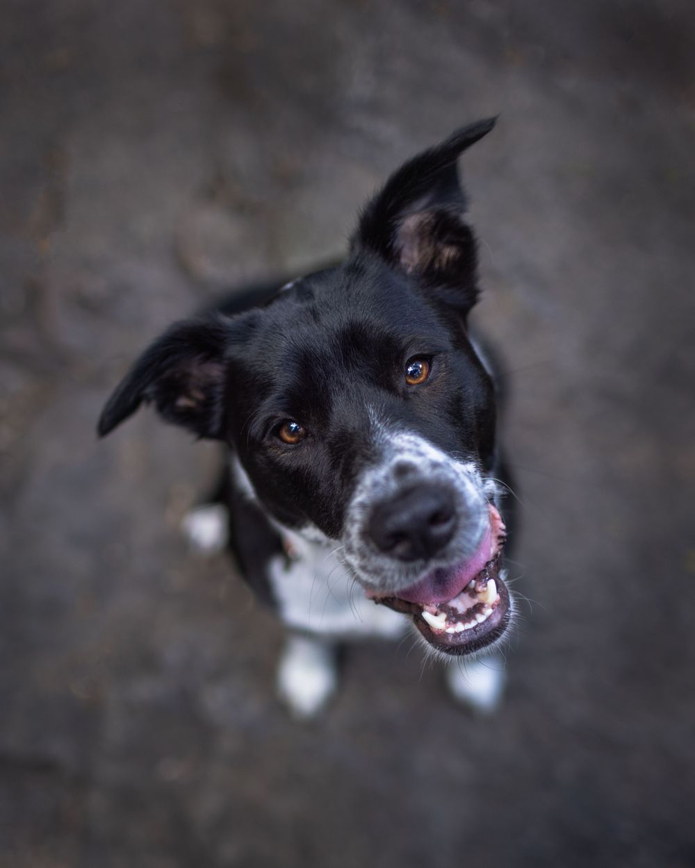 Close-up portraits of playful black and white border collie with happy expression.