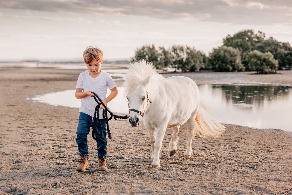 A peaceful shoreline moment with a white horse and companion walking along a water's edge.