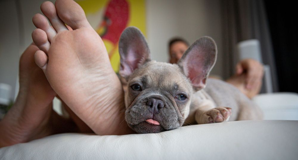 Close up of French bulldog puppy's face showing typical wrinkled features.