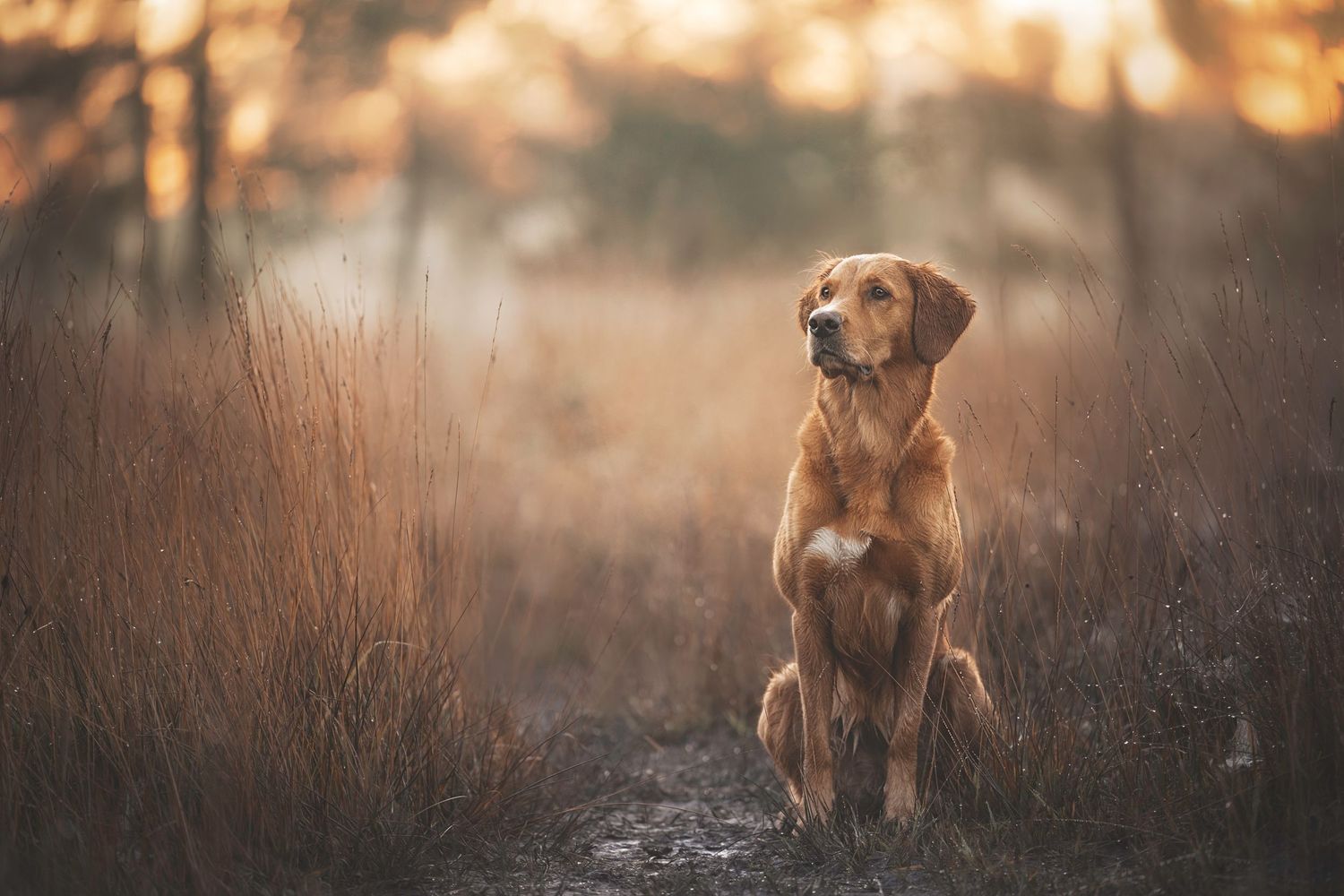 A golden retriever sitting alertly in tall grass during golden hour.