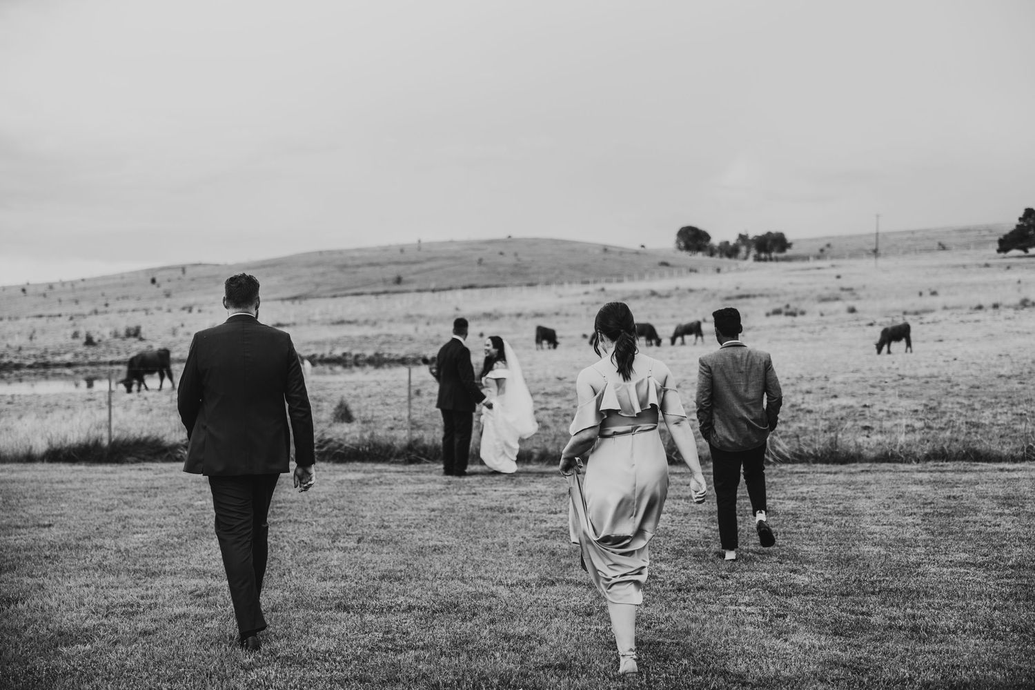 Wedding party walks across grassy field with grazing cattle in background.