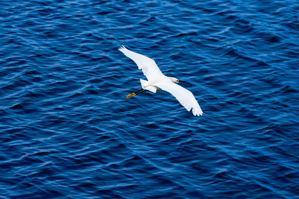 A time-lapse sequence shows a soaring seagull gliding gracefully over blue ocean water in silhouette.