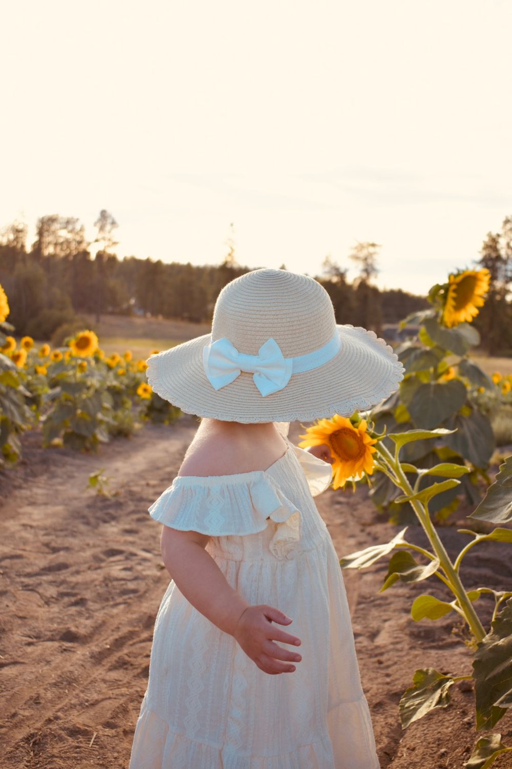 A series of images showing a person in a white dress and sunhat walking through a golden sunflower field at sunset.