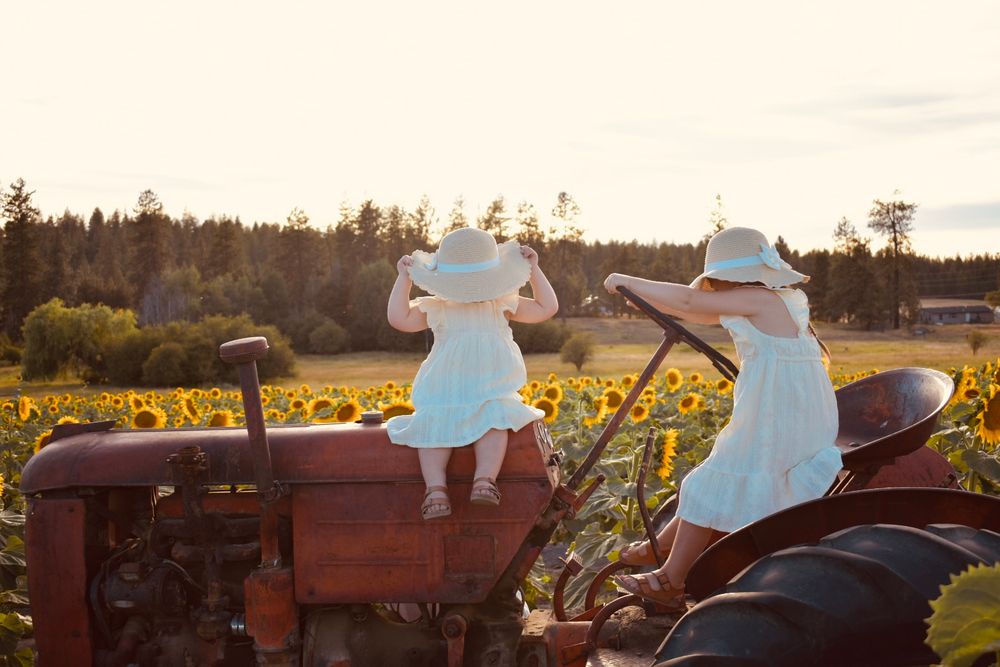 Children sit on rustic wooden bench overlooking golden sunflower field at sunset in rural countryside setting.
