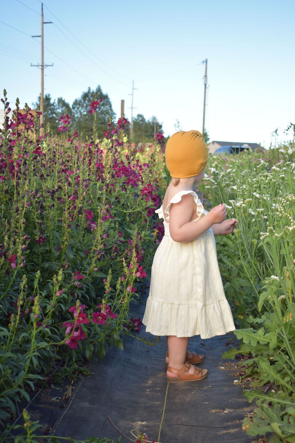 A young explorer in a white dress stands near vibrant pink snapdragon flowers and tall stalks in a garden.