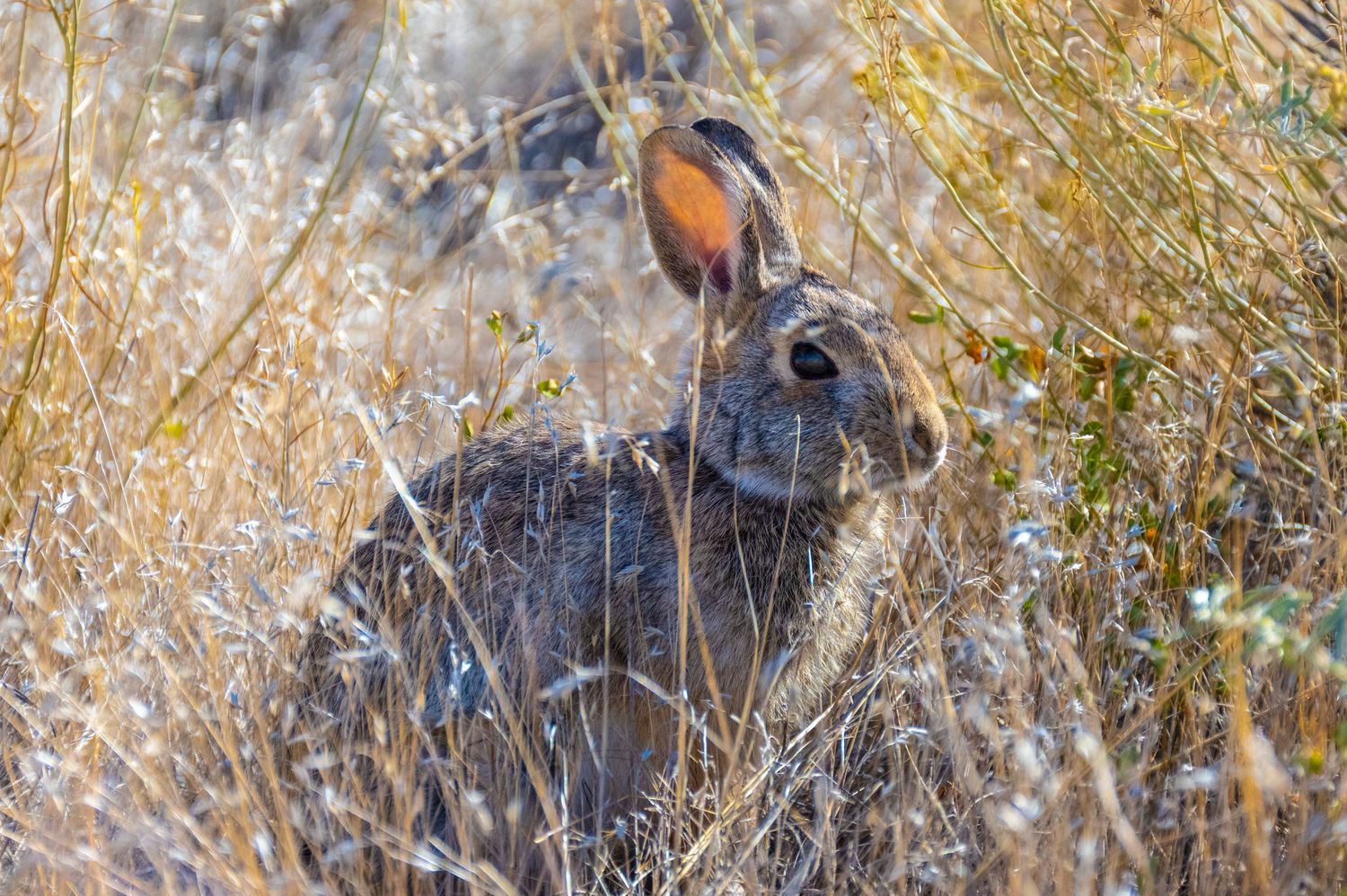 Wild rabbit hiding among tall dried grasses in natural habitat.
