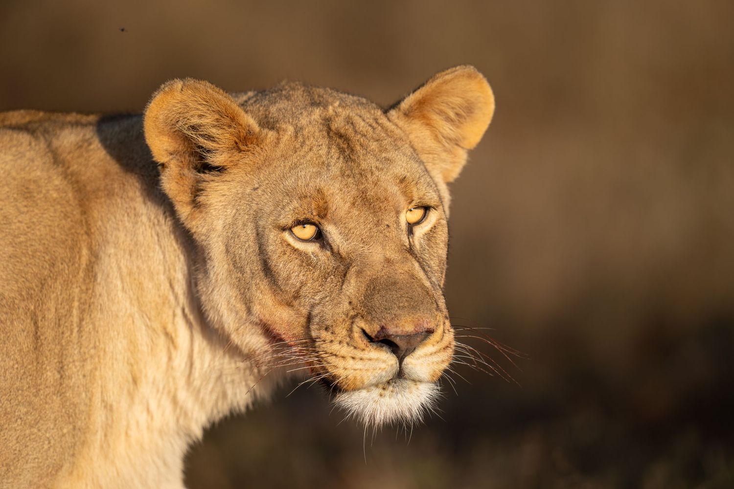 A close-up portrait of a lioness with golden fur in warm evening light.