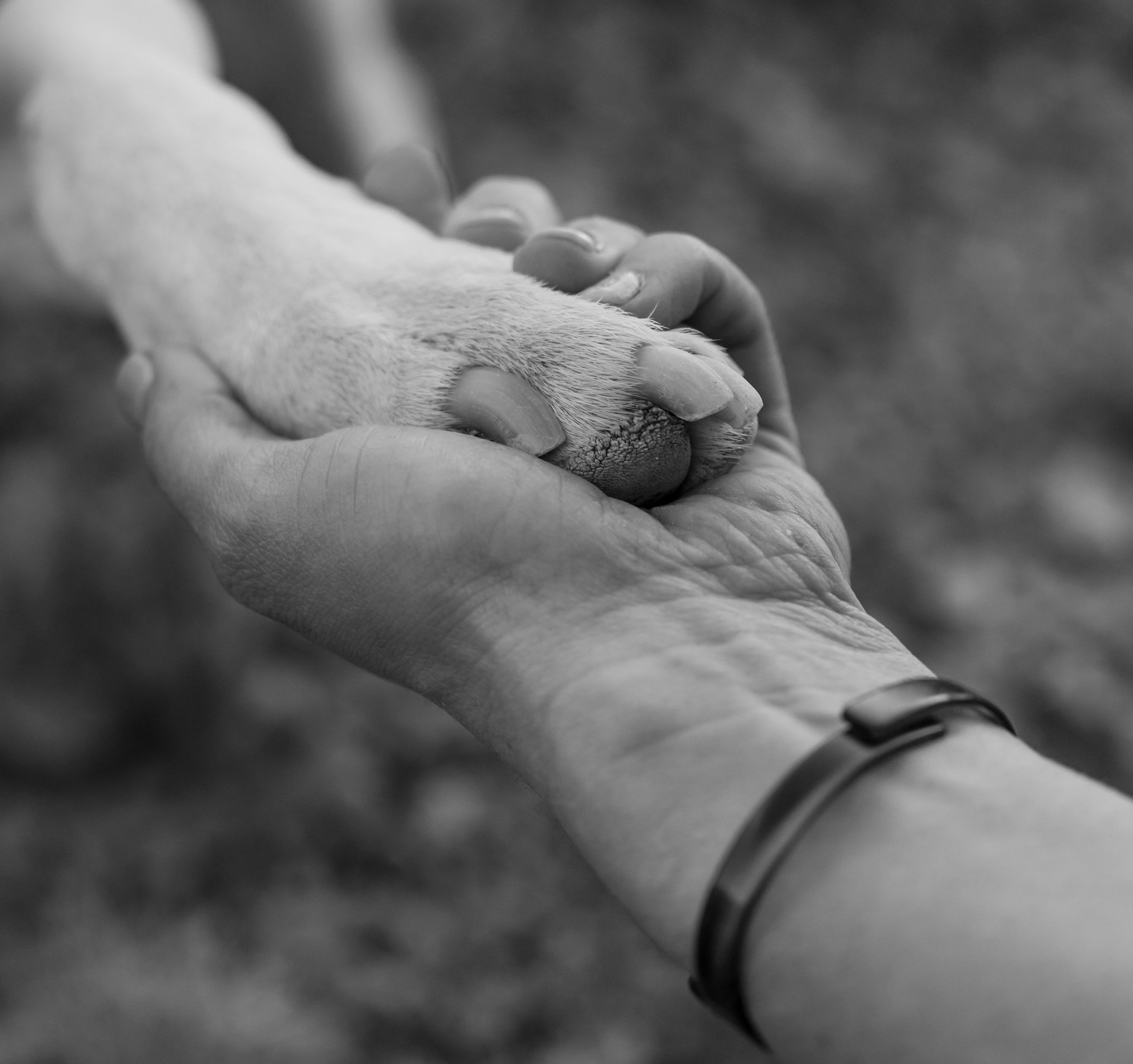 Black and white photo showing a dog's paw resting gently on a person's arm with a bracelet.