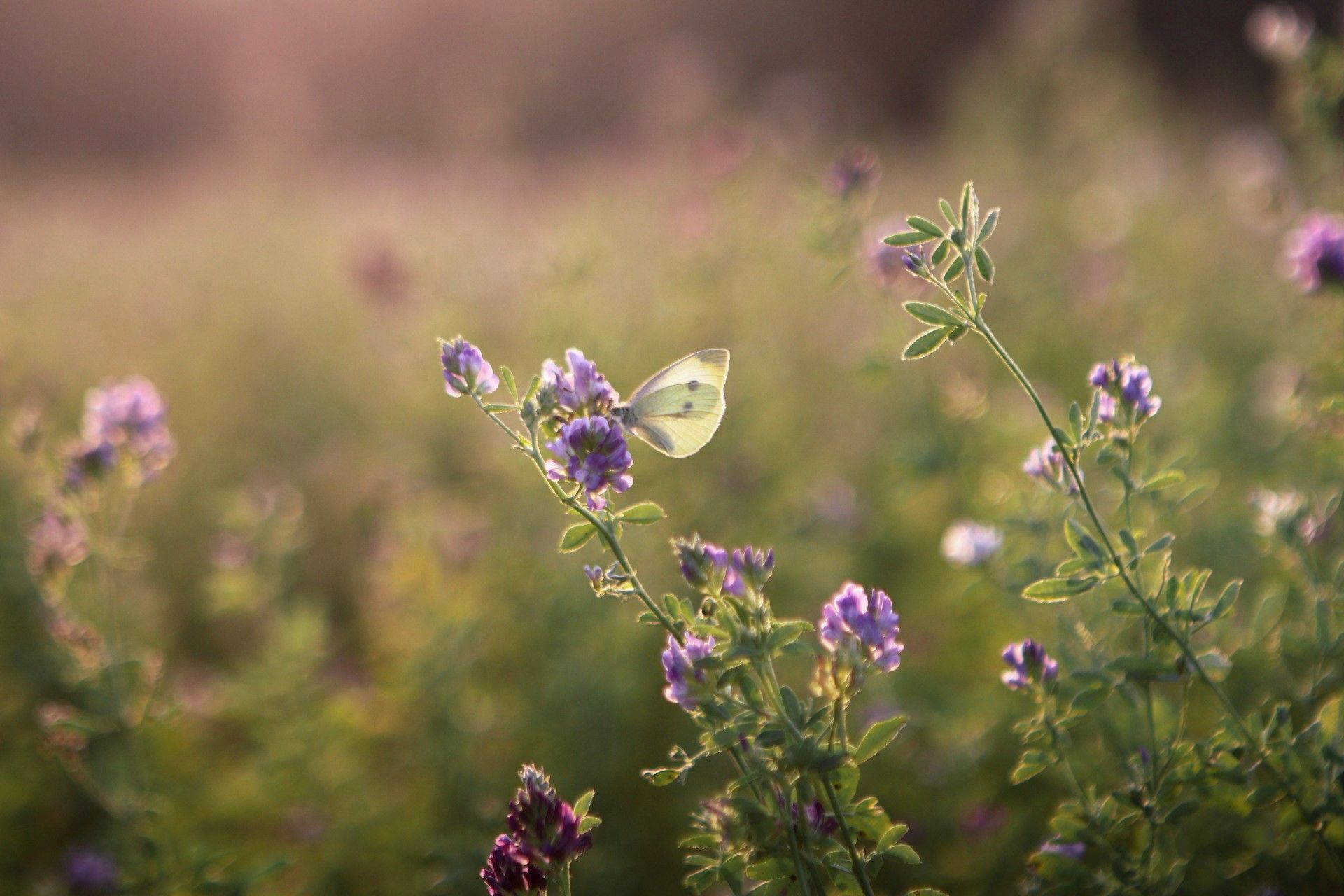 A delicate butterfly perches on a purple wildflower in a sunlit meadow with soft bokeh effect in the background.