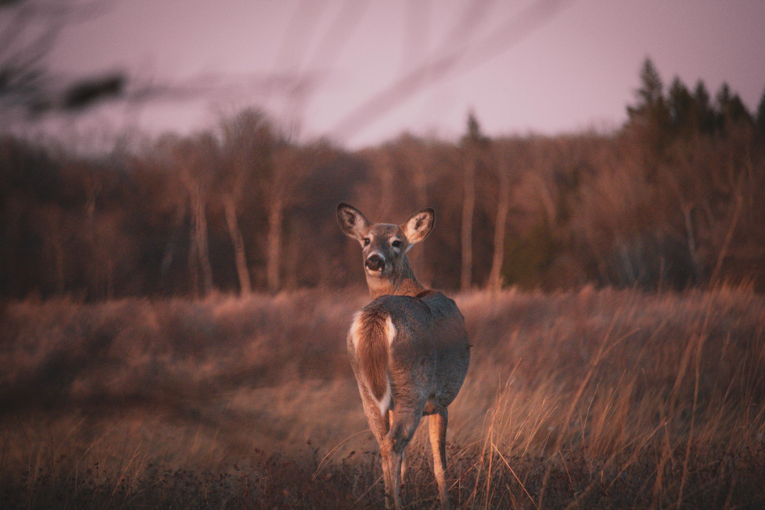 Alert deer standing in tall grass during golden sunset with forest backdrop.