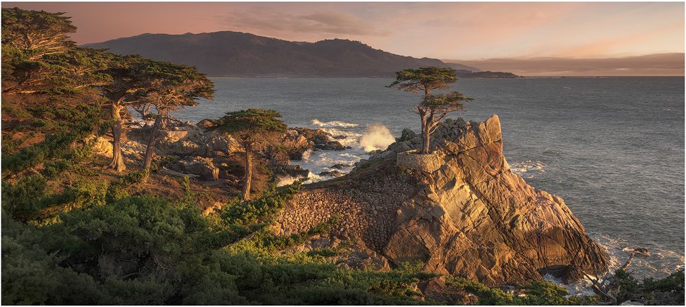 Lone cypress tree perches on rocky cliff overlooking Pacific coast at sunset.