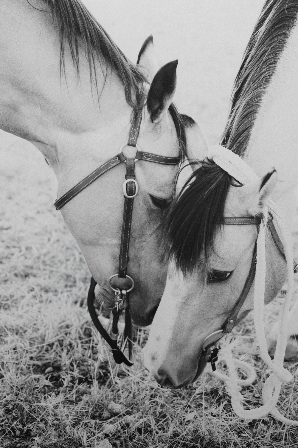 Two horses with black and white coloring graze together in a grassy field while wearing leather bridles.