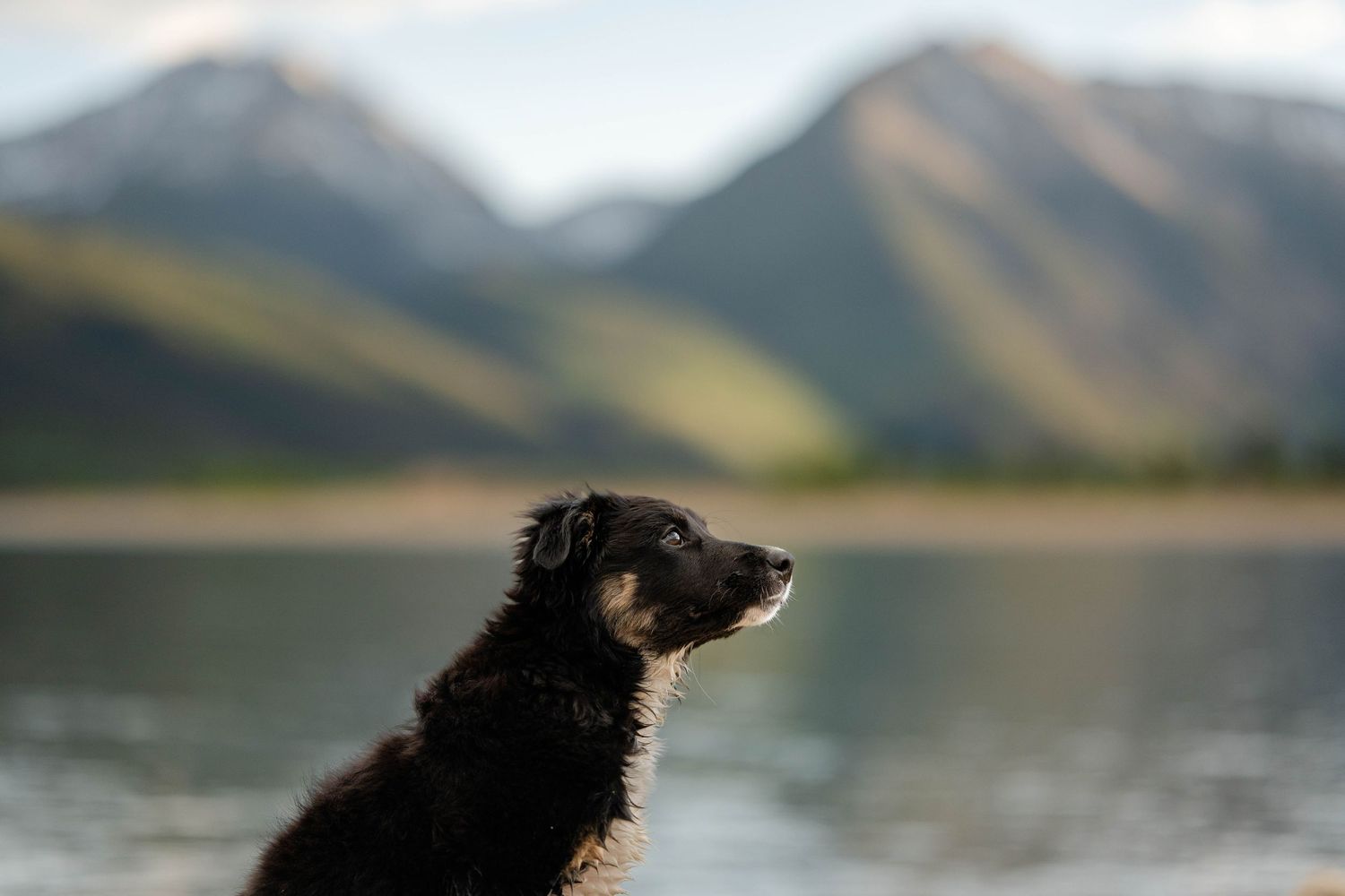 Miniature Dachshund wearing a green plaid bandana standing on rock with blurry green aspen trees in the background.