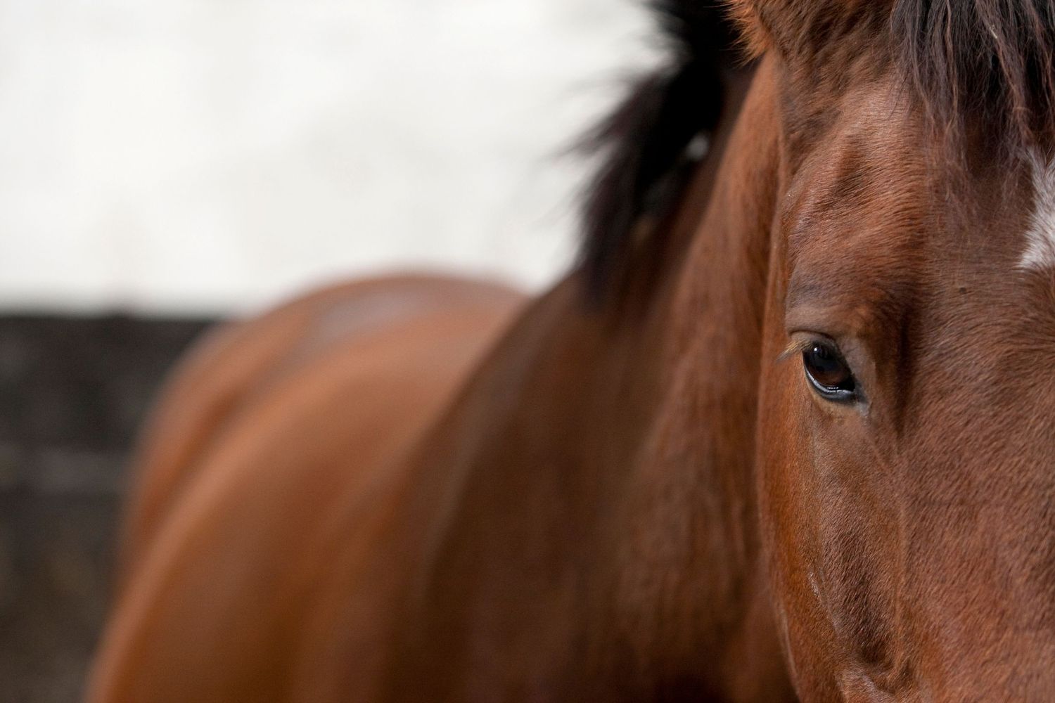 Close-up detail of a brown horse's eye and face showing deep soulful expression.