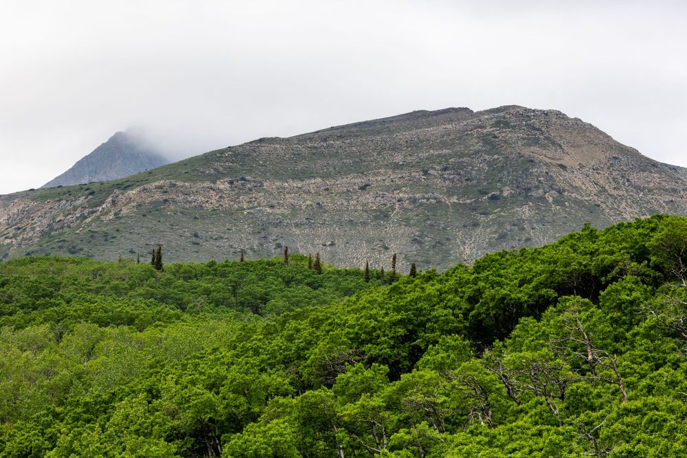 A forested mountain landscape with a misty peak in the background.