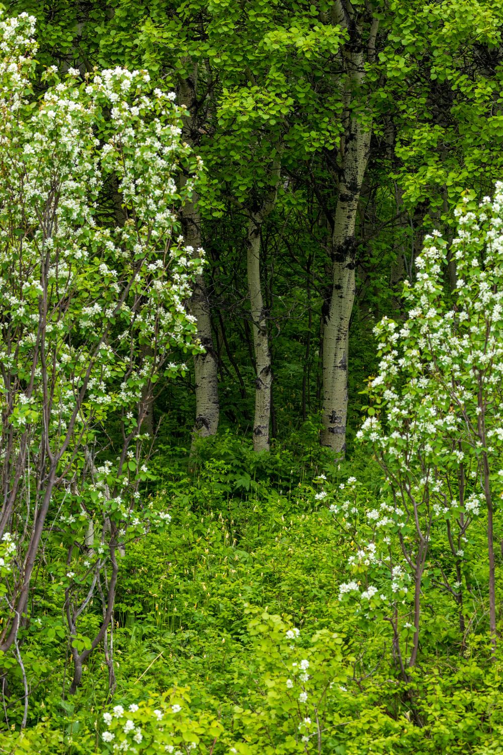 White flowering trees and lush greenery in a dense forest scene.