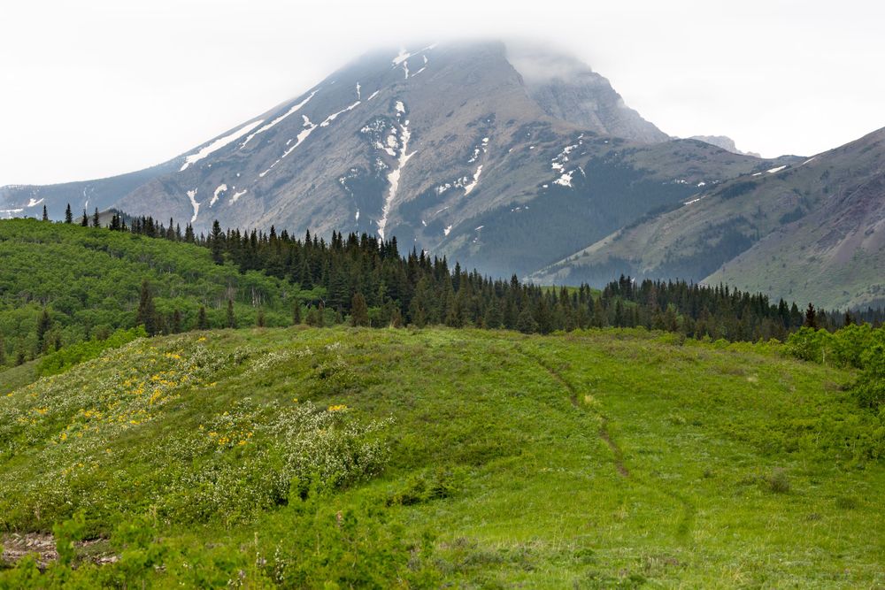 A snow-capped mountain peak rises above green forest and grassy slopes.