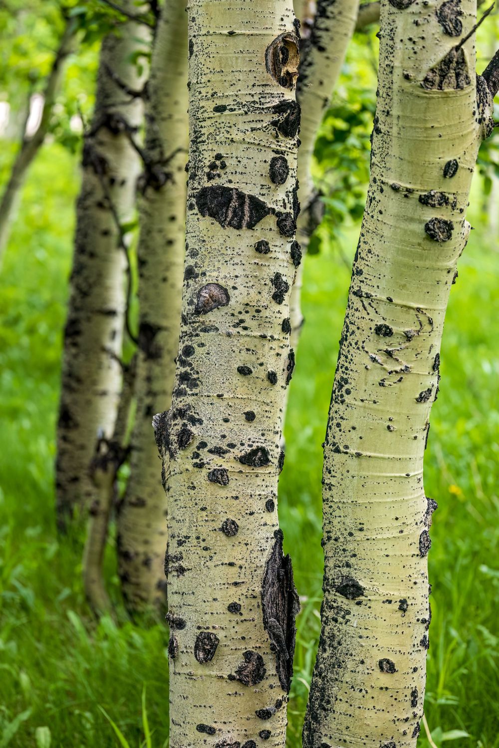 Close-up of aspen tree trunks with distinctive white bark and dark knots.