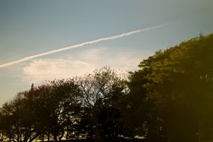 Silhouetted trees against a dramatic sunset sky with streaks of orange and purple clouds.