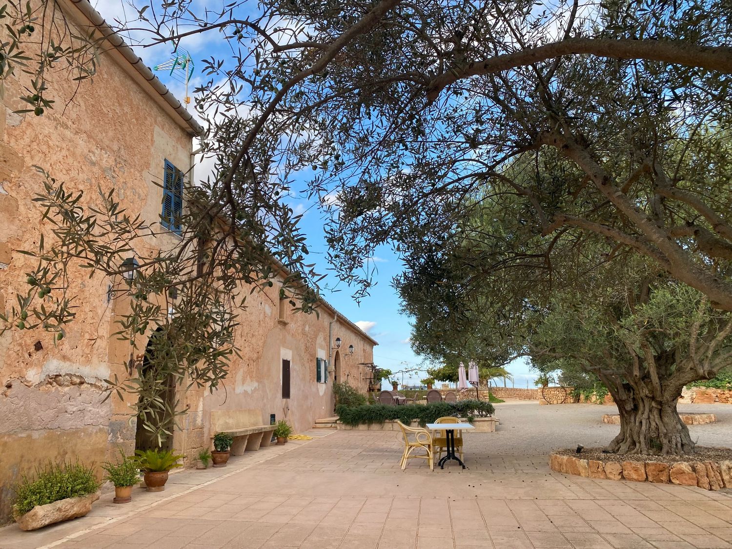 Historic Mediterranean courtyard with stone buildings and olive trees providing shade.