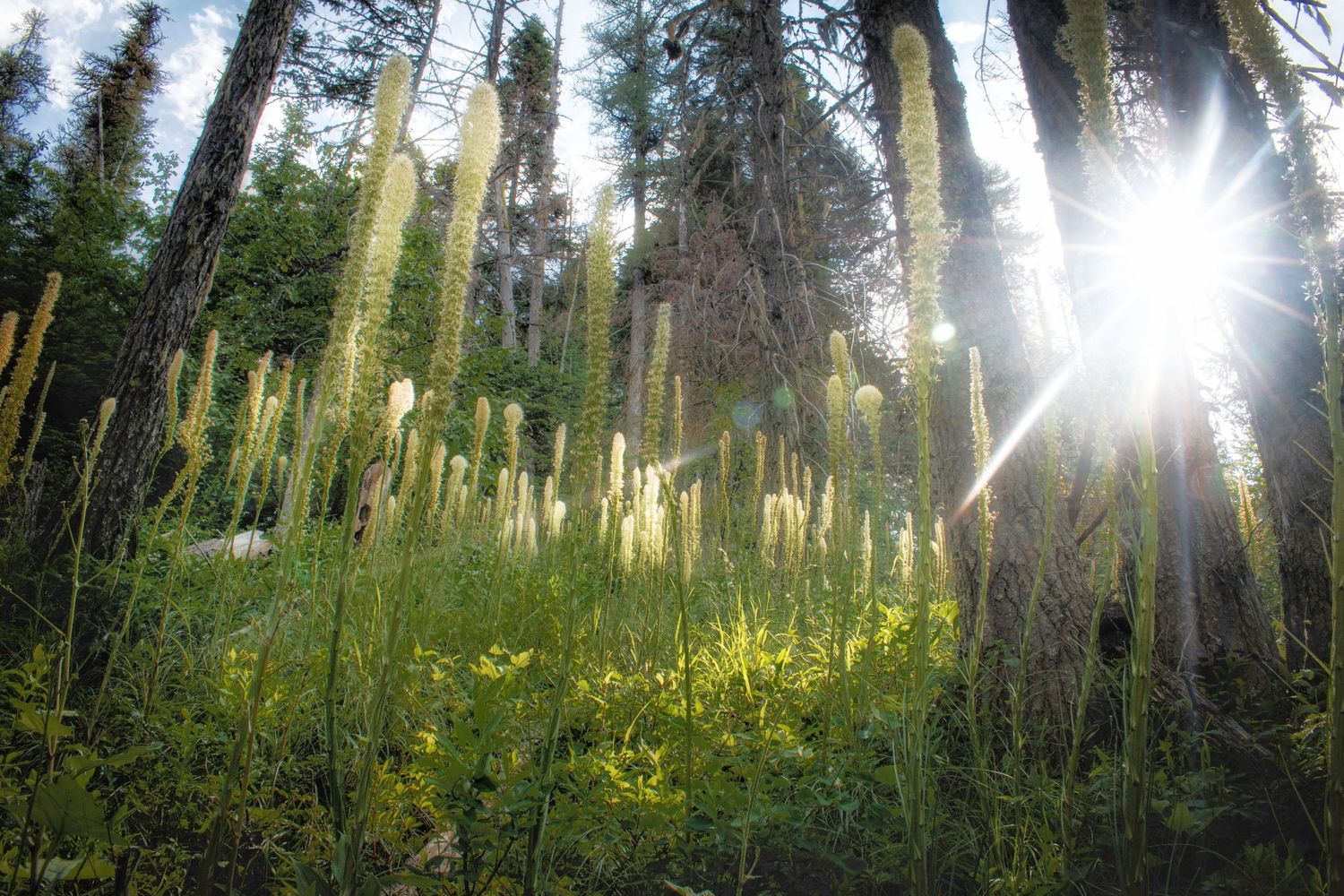 mt spokane bear grass Taken by Jessica Rae Photography.