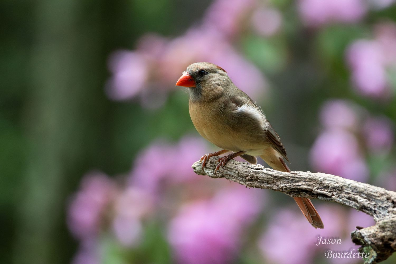 A female Northern Cardinal perched gracefully, her warm brown feathers tinged with red. She stands out against a backdrop of vibrant purple