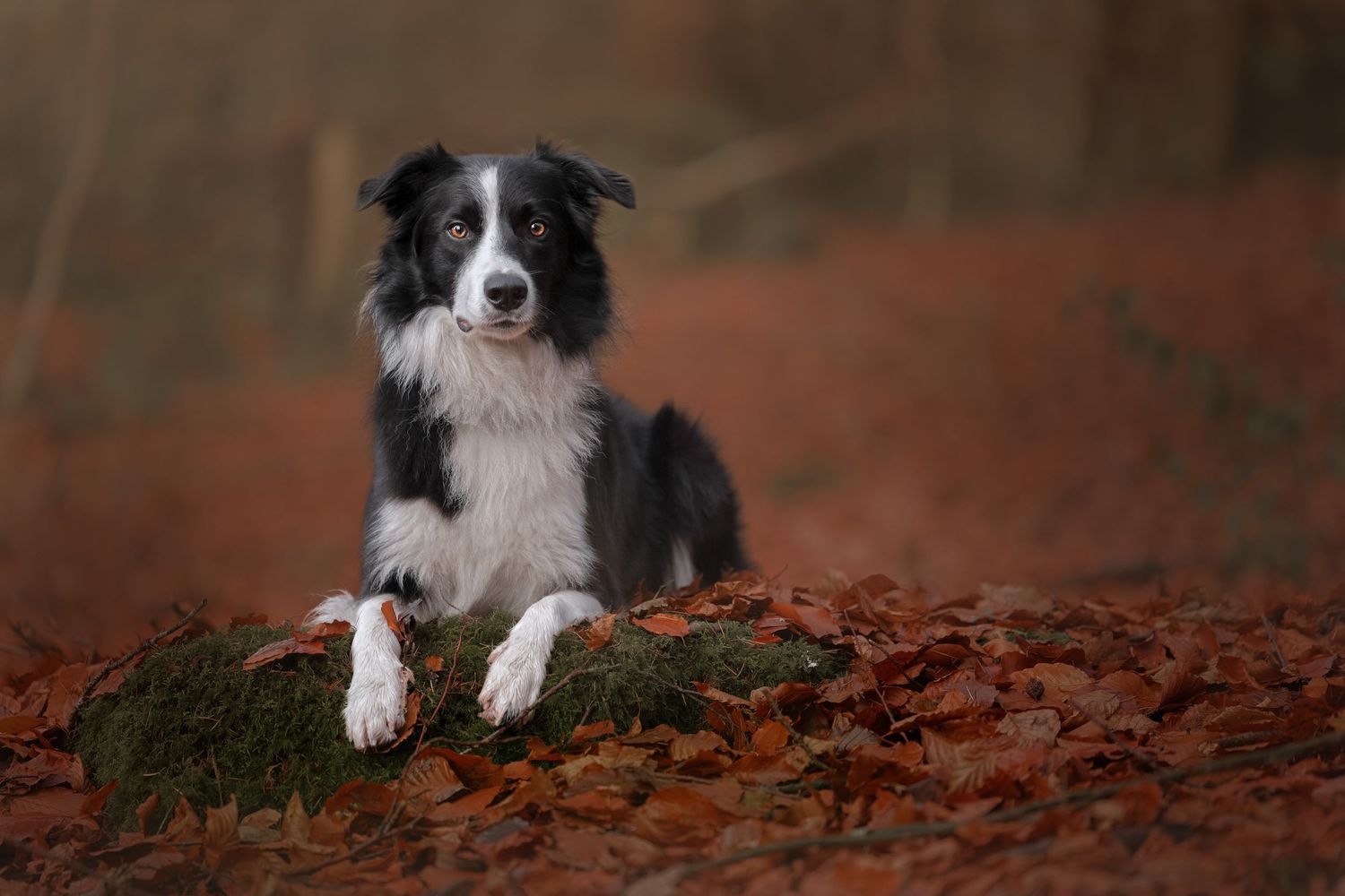Dog Portraits Fine Art Prints Photography Packages Outdoor Photography Sessions Wales Photographer Bespoke Photography