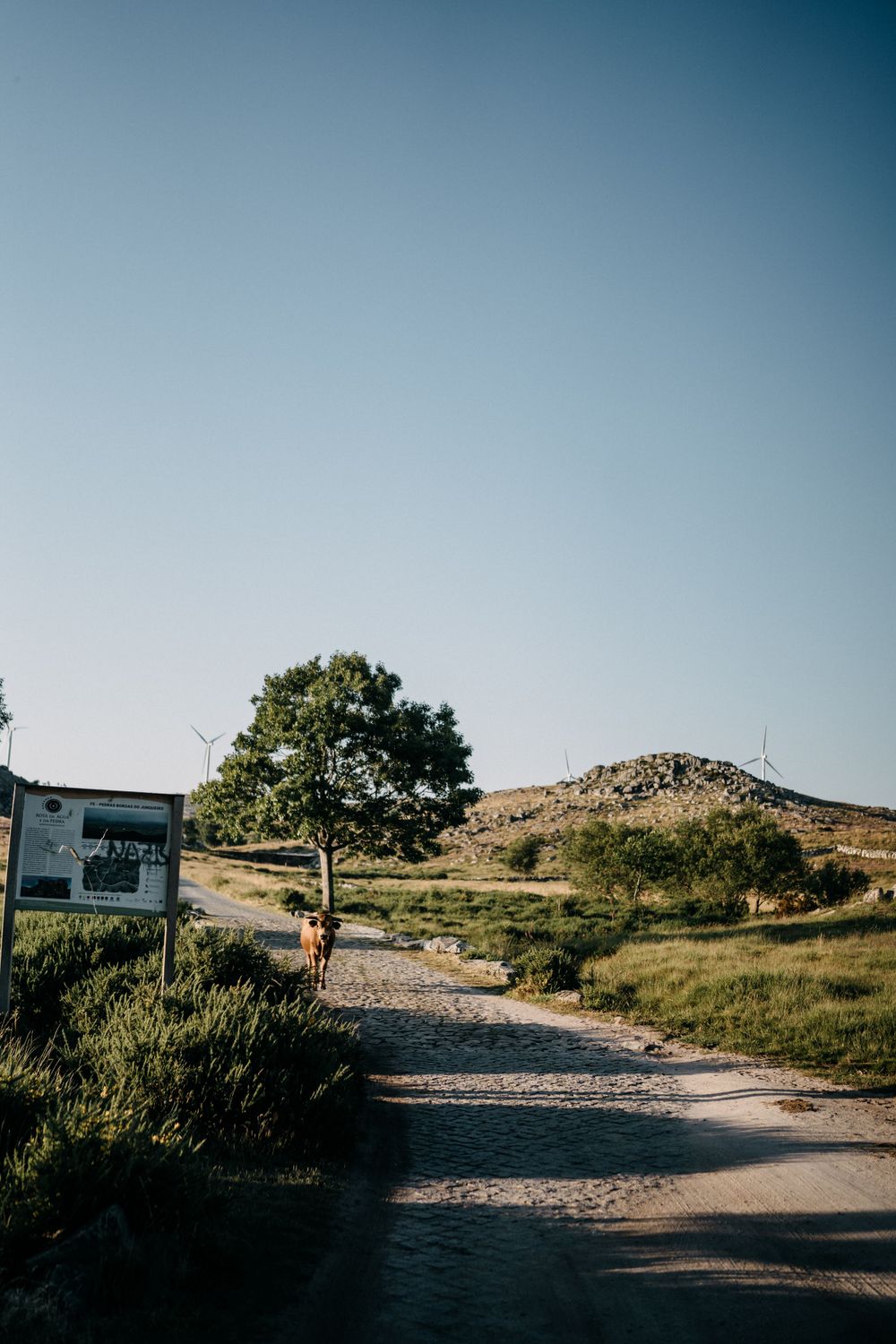 A gravel path leads to rolling hills under clear blue sky with a lone tree in the distance.
