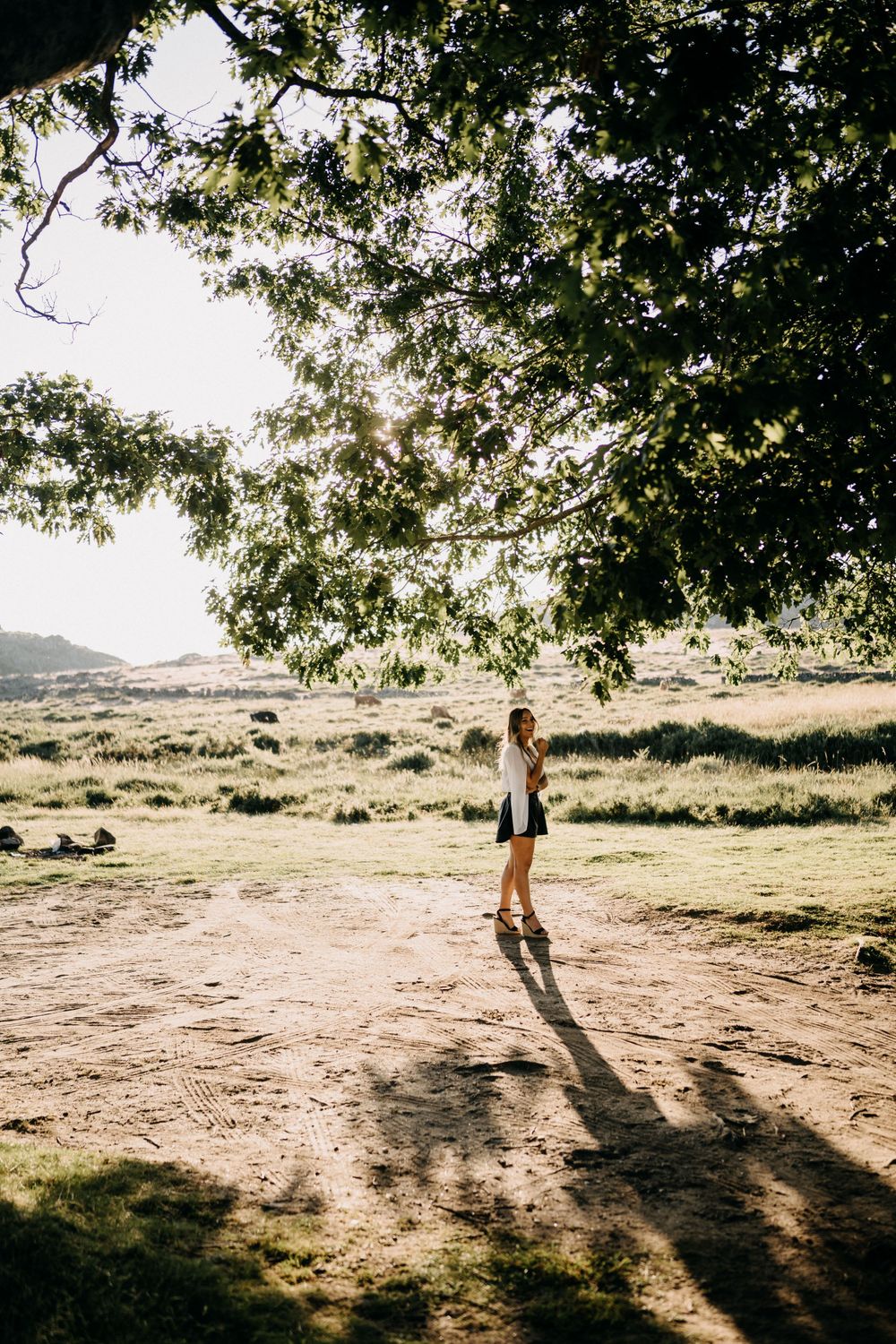 Sun-drenched landscape with overhanging tree branches casting shadows on dirt path below.