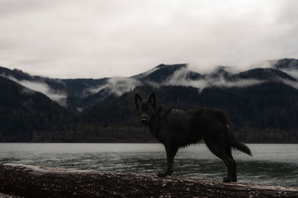 Black German shepherd standing on a log on a moody cloudy day.