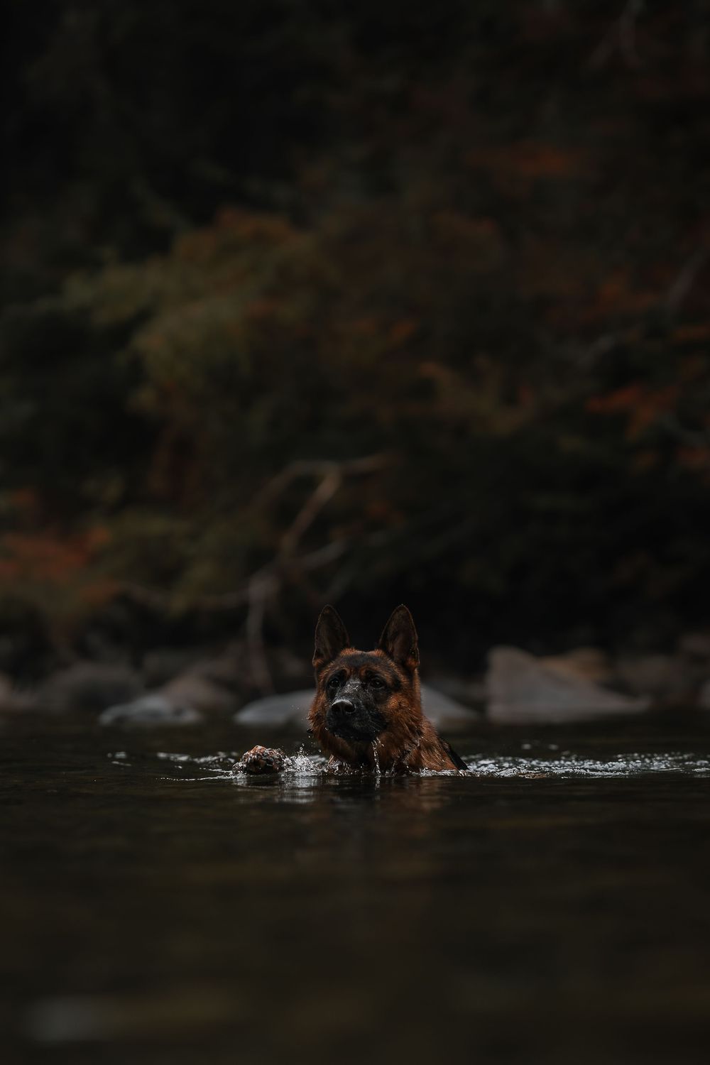 German Shepherd swimming in the water in Seattle