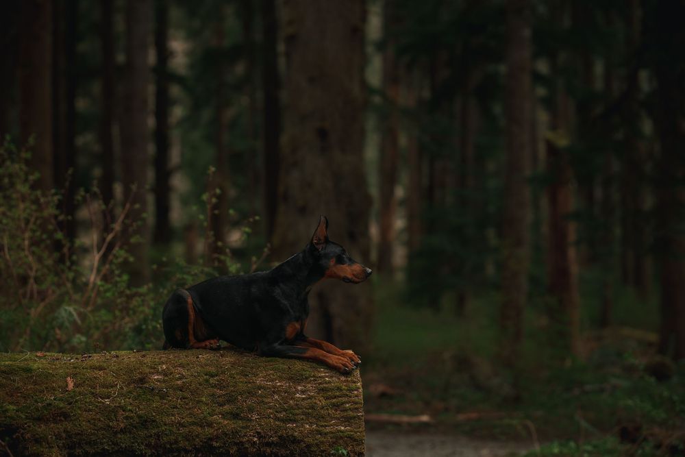 Doberman in the PNW. Seattle dog. Seattle dog photographer. Doberman