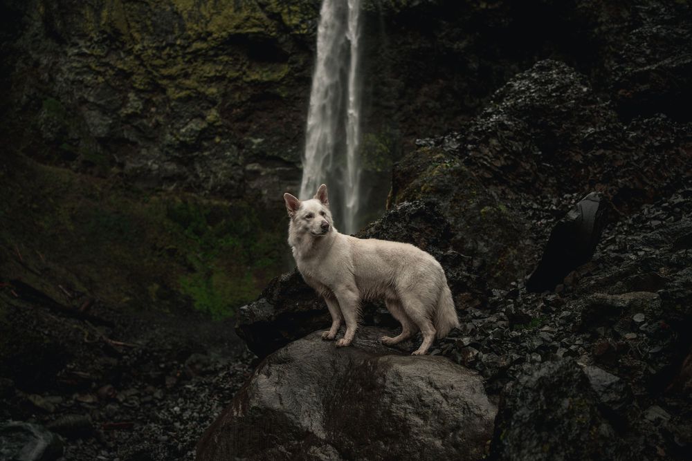 White German shepherd standing on a rock in front of a waterfall in Oregon.