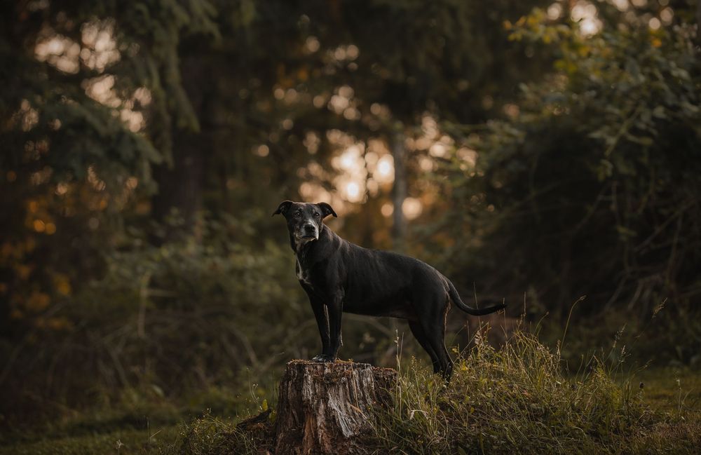 Dog standing on a stump in the forest.