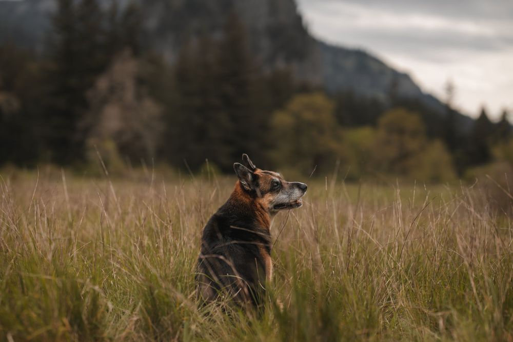 Dog at Beacon rock looking behind at the camera