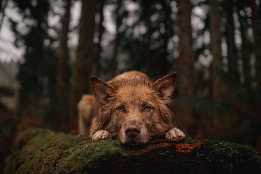 Dog laying on a log with its head resting on the log