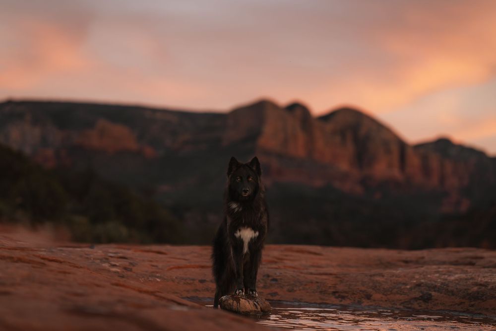 Wolf dog in Sedona Arizona with a pink sunset